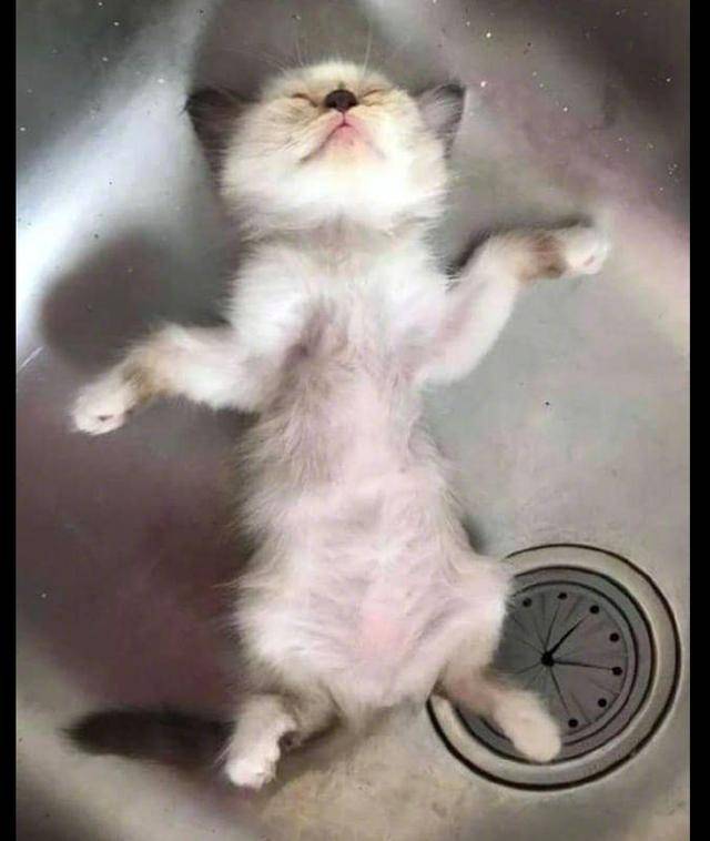 小猫玩累了后,在洗菜池里就睡着了,四脚朝天的模样太有安全感了