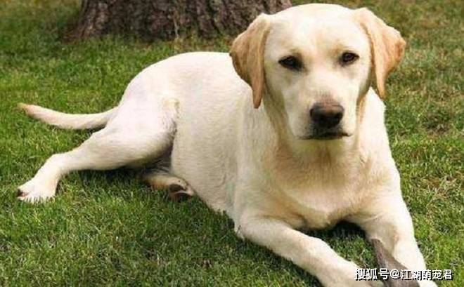 大家为什么都喜欢拉布拉多犬,因为它有属于自己的7个优点