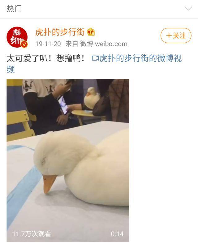 时尚编辑逛鸭店,王思聪王珞丹爱的万元鸭到底有多好撸?丨【嗨!POP】