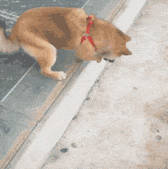 搞笑GIF:好漂亮的姑娘,想知道她是谁吗