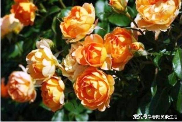 人生无论多难,也告诉自己:再坚持一下,经典励志