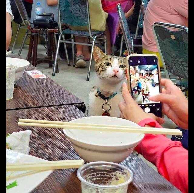 网友和朋友在外面吃饭,一只小猫突然爬到桌边,猫:我来晚了啊