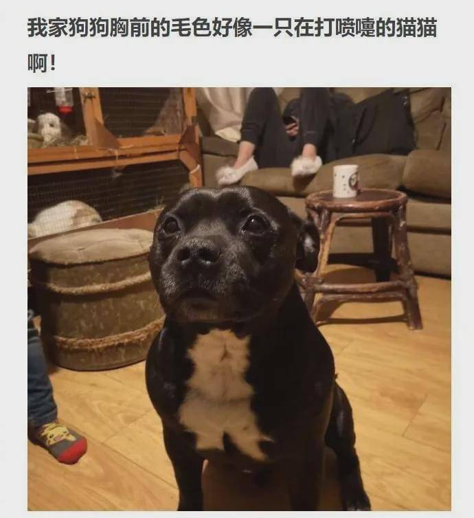 世界上有一种“猫毒”,中了这种毒的人天天看啥都像猫
