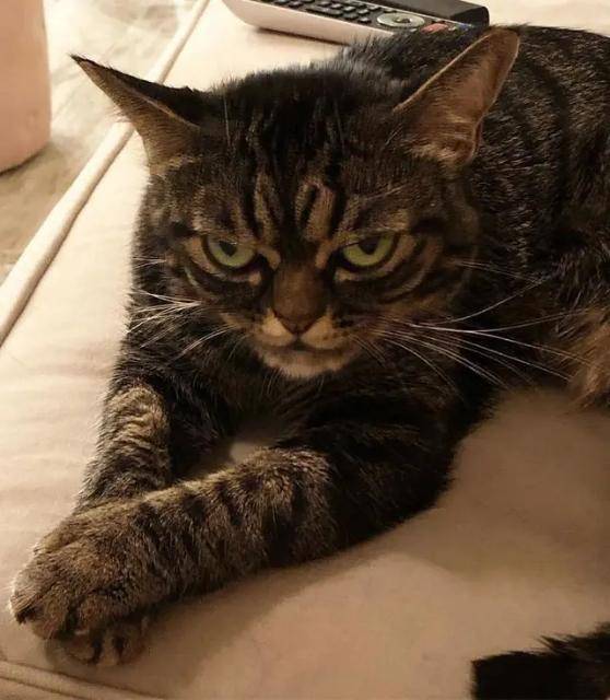 猫咪时刻自带“暴怒”表情,感觉下一秒就要吃了主人