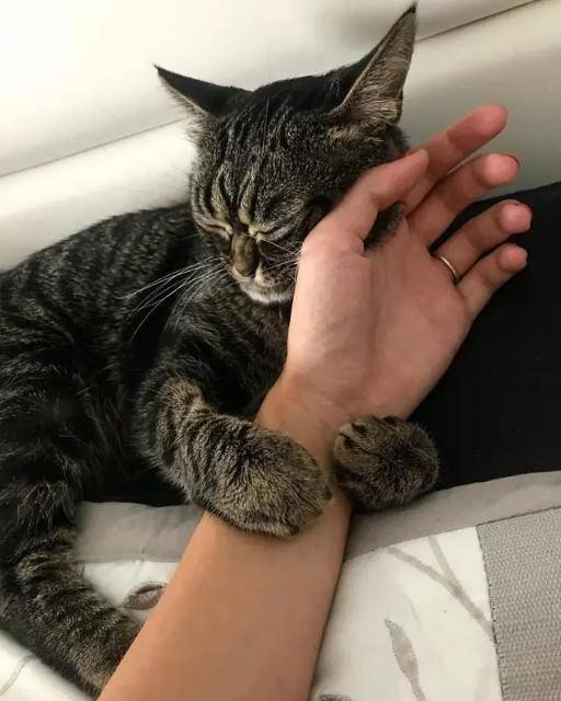 猫咪时刻自带“暴怒”表情,感觉下一秒就要吃了主人