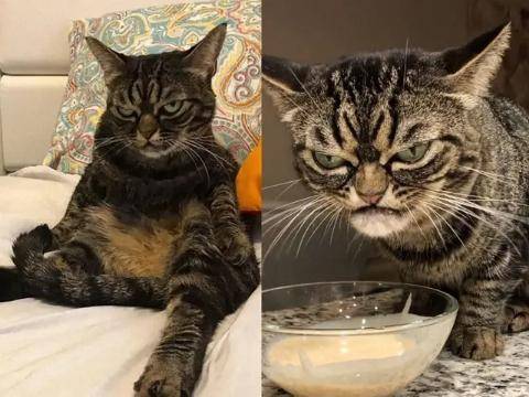 猫咪时刻自带“暴怒”表情,感觉下一秒就要吃了主人