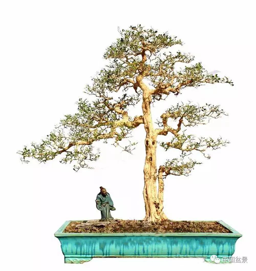盆景各有各的玩法,不用攀比