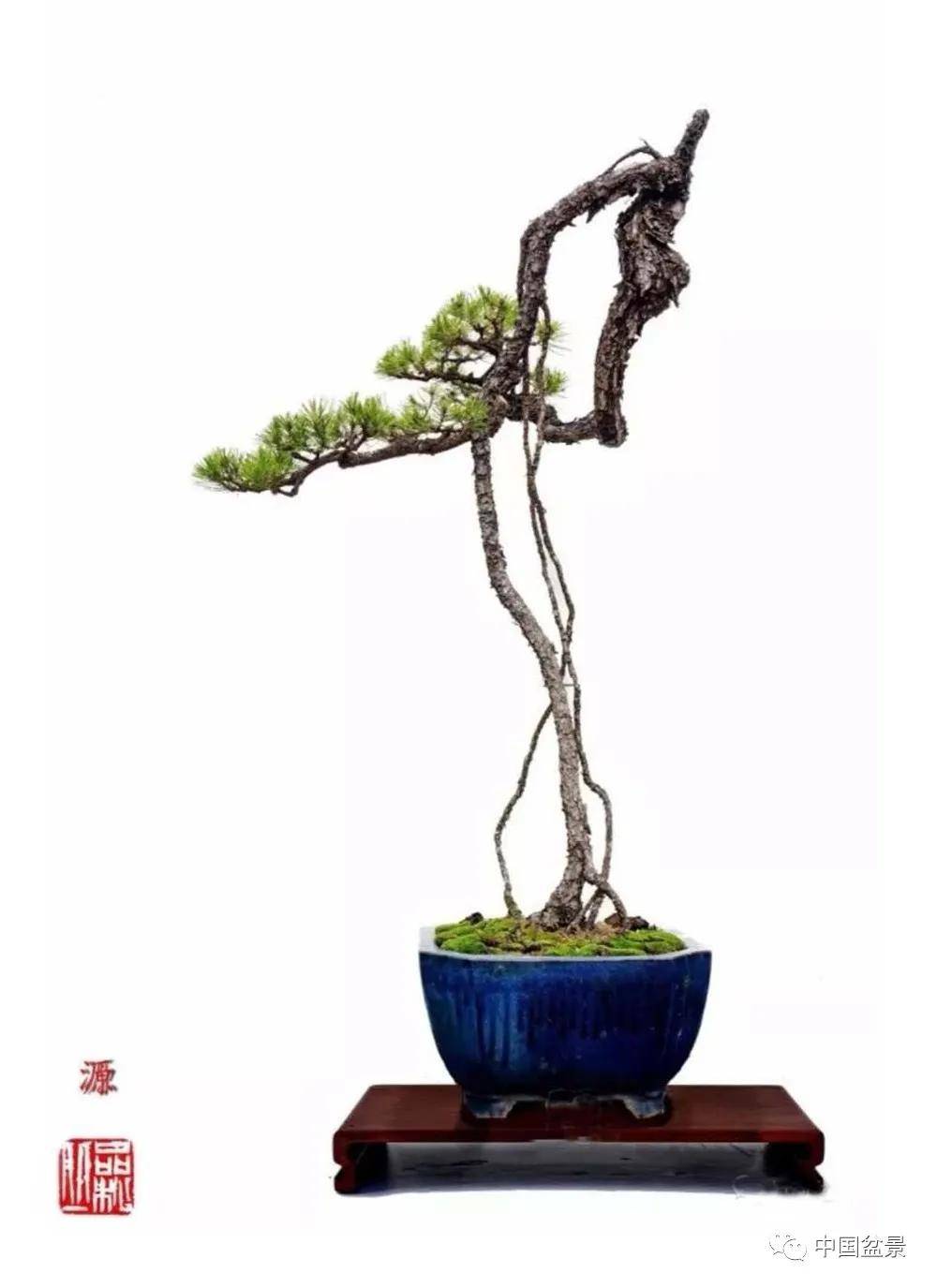 盆景各有各的玩法,不用攀比