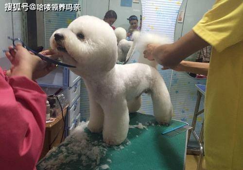 把猫咪送去宠物美容,结果发现指甲都剪掉了,这是需要面对的现实