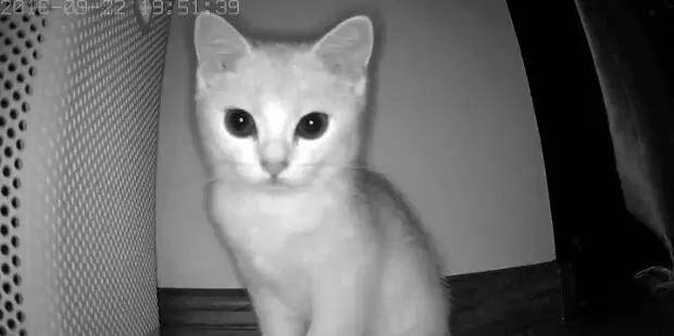 空巢青年上班走后,你的猫都誓静铸着牢狱般的生活