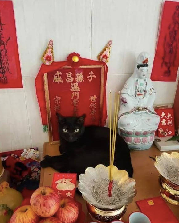 主人祭祖,黑猫爬到排位上睡大觉:让我来,我有9条命!