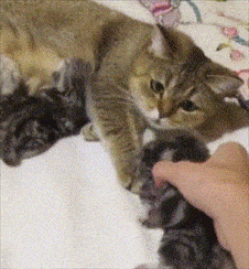 猫妈生下了几只猫崽,主人很嫌弃准备扔掉,猫妈的反应却令人感动