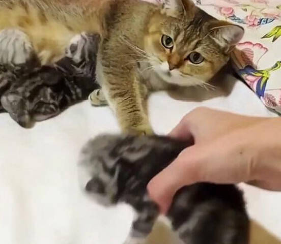 猫妈生下了几只猫崽,主人很嫌弃准备扔掉,猫妈的反应却令人感动