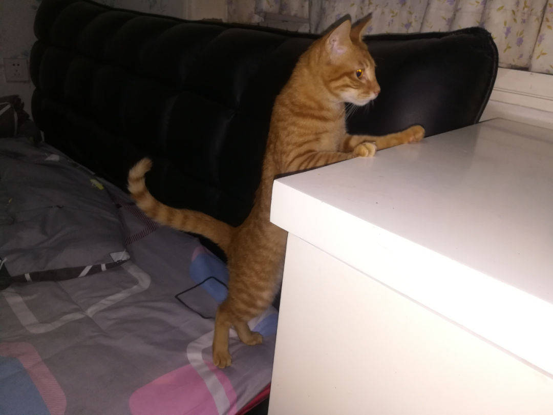 小猫咪被领回家,和狗子相处太融洽了,甚至把铲屎官都晾在一边