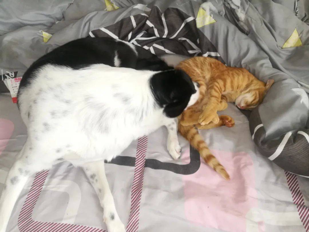小猫咪被领回家,和狗子相处太融洽了,甚至把铲屎官都晾在一边