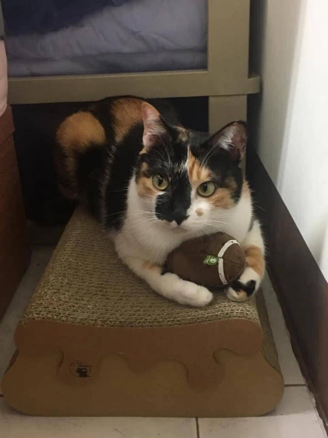 婆婆称敢带猫回来就把猫丢掉,养猫后却给猫买了两千块的罐头