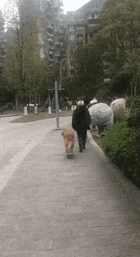 主人将去世狗狗的照片挂在墙上,结果它兄弟的举动让人泪奔了