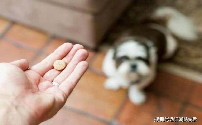如果家里有狗,东西一定要收拾好,尤其是这5件东西