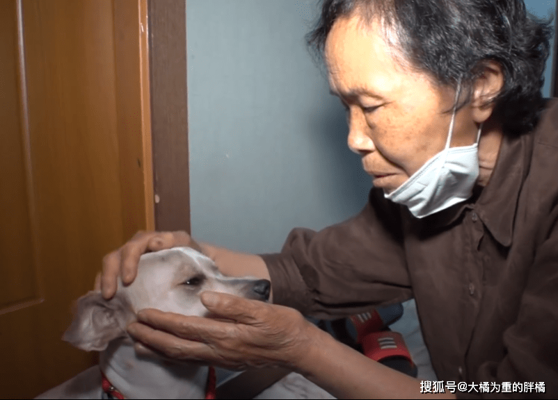 流浪狗在街上“白吃”4年,所有居民乐意喂食,却因一件事不让碰