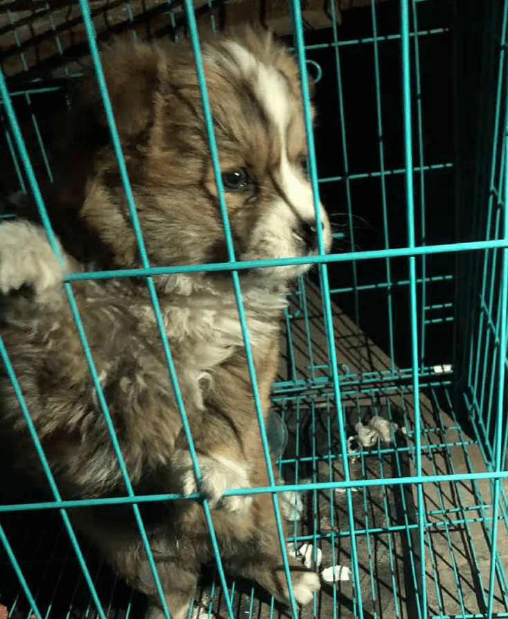 小奶狗被摆摊大叔留在路边,得知它是个流浪狗,女孩这下心疼了