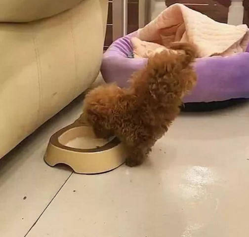 小狗断奶后首次吃狗粮,居然吃得翘起了后脚,主人直呼飘了飘了