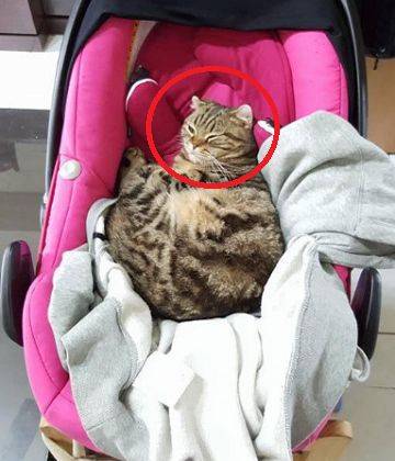 猫咪总对婴儿虎视眈眈,主人最初担心不已,直到瞧见这一幕
