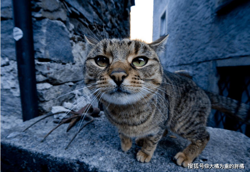狸花猫在外玩耍三天,回家时却带着一张纸条,原因让人哭笑不得