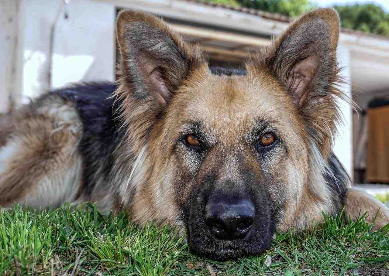 德国牧羊犬的优缺点:养好誓静衷狗狗,养不好就是“猛犬”