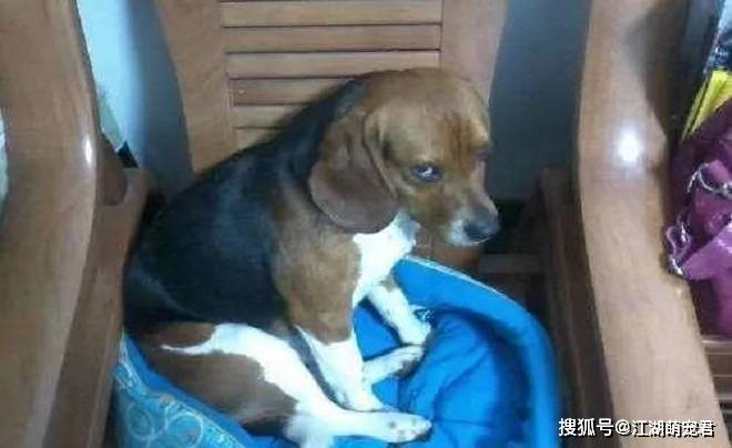 狗狗犯错被打时,为啥不反抗,你知道原因吗?