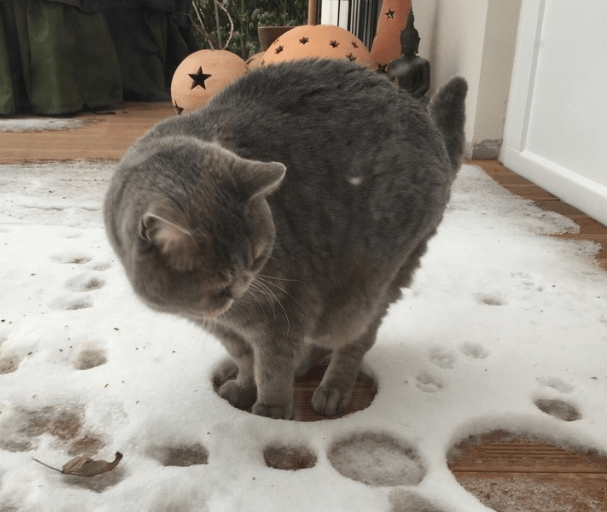 下雪天带猫出门是啥感受?主人:你给我下去!猫:不行!这雪烫脚