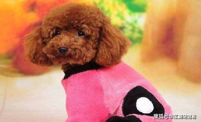 狗狗也会有叛逆期,当泰迪出现下面6个行为,说明它也叛逆了