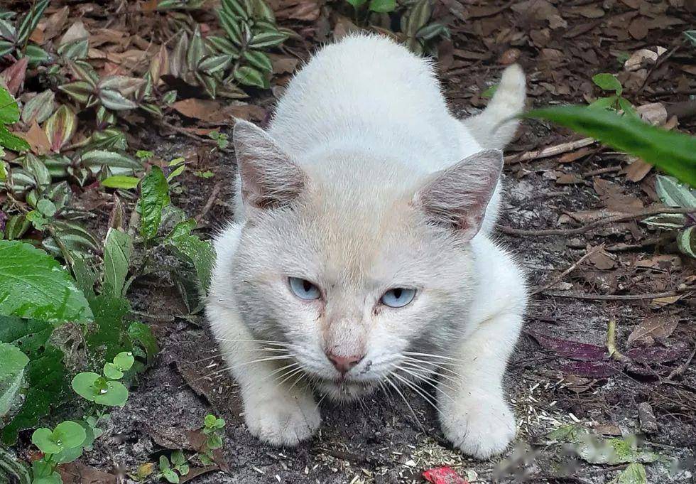 坐电动轮椅去领养猫,很多猫都被吓跑,唯有它敢主动接近!