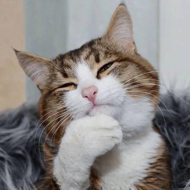 哈哈哈!不行了,这是我吸过最逗的猫