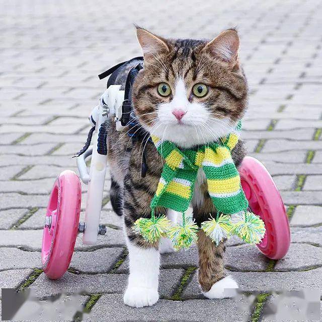 哈哈哈!不行了,这是我吸过最逗的猫