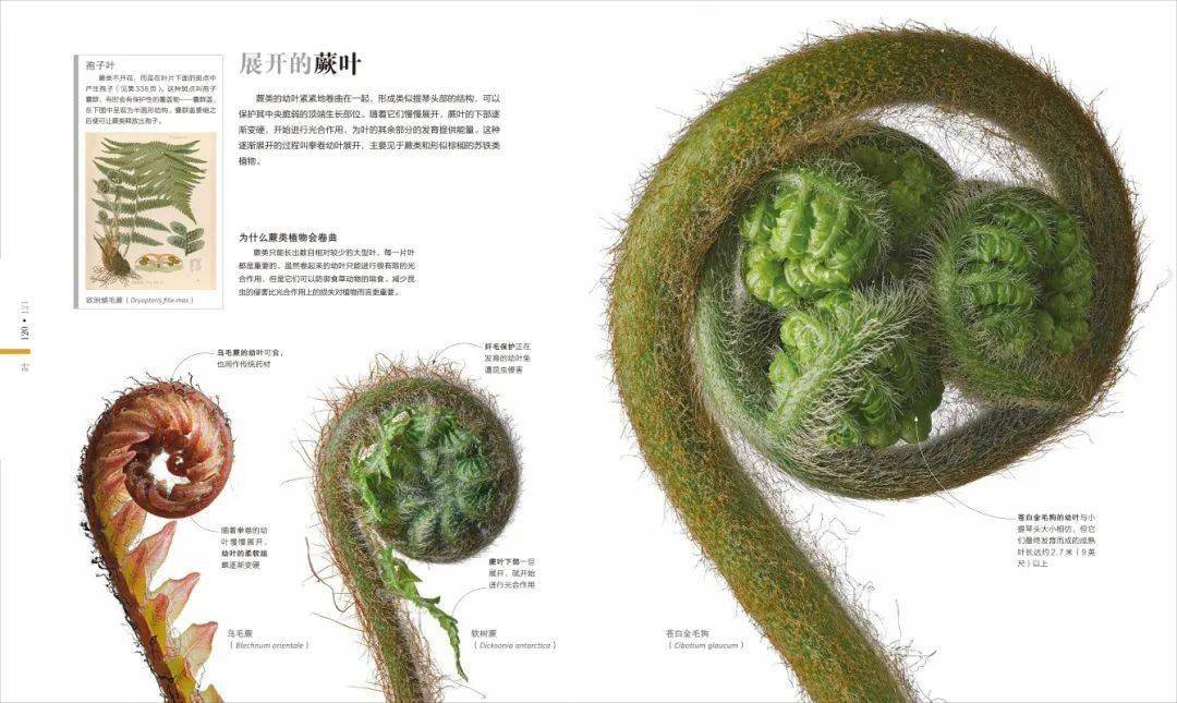 如果在我小时候能有这么一本植物入门书