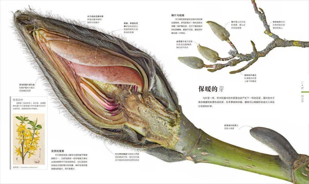 如果在我小时候能有这么一本植物入门书