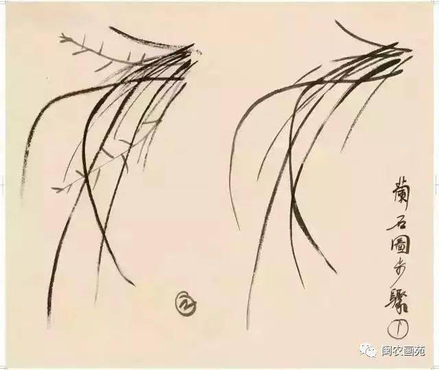 徐悲鸿“手把手”教画花鸟,干货。