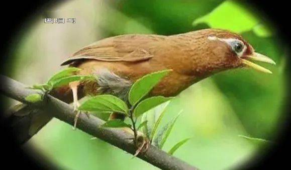 除了当皇帝什么都能做好的天才,被天下人耻笑,却带领中国在这个领域领先世界1000年