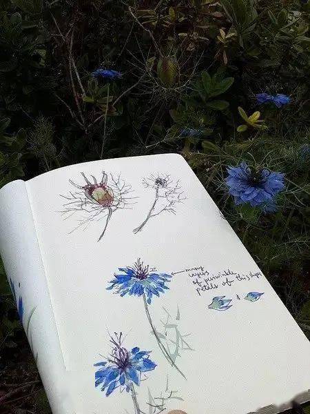 这位老兄弟呀,把自己花园植物画了个遍..