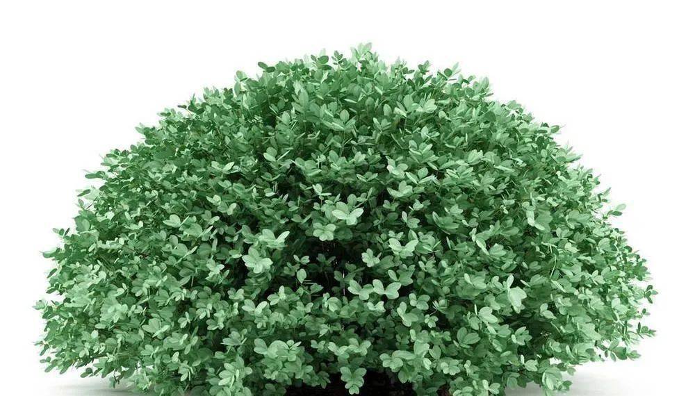 10种天生适合当盆景的植物,你认识几种?