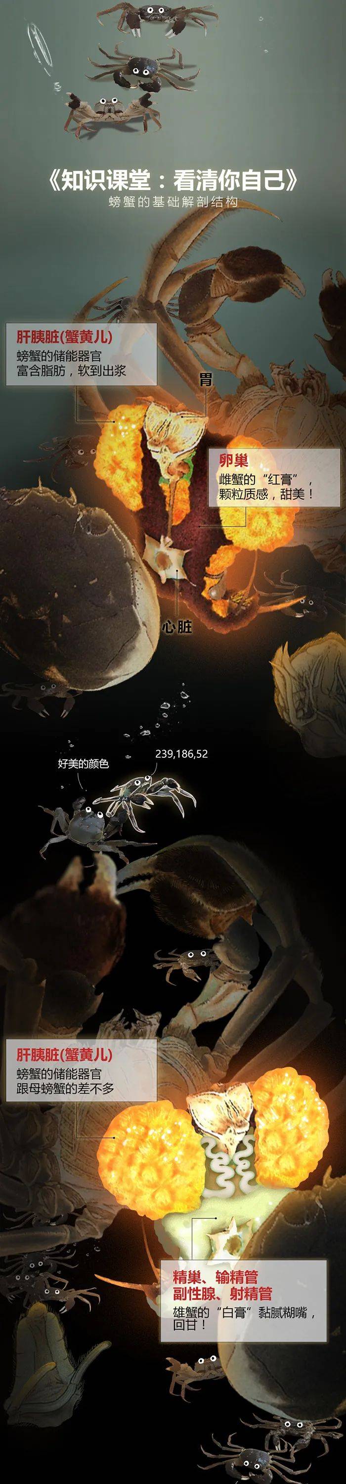蟹塘梦幻曲