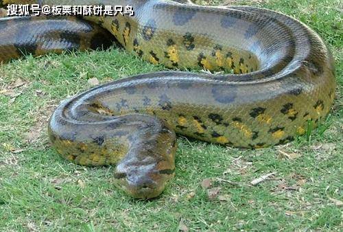 史前最大蟒蛇:泰坦巨蟒,身长可达15米,重1吨