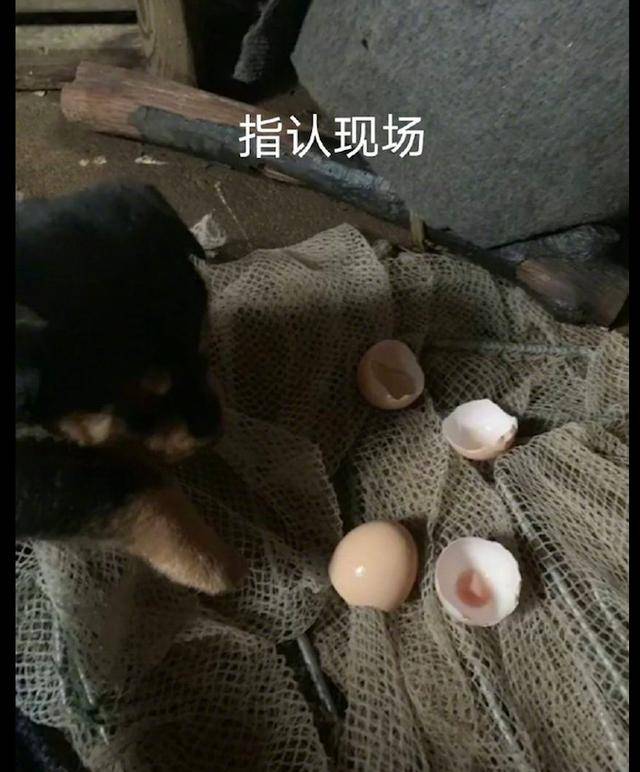 狗狗偷吃了两个鸡蛋,主人像审犯人一样对待它,狗:至于嘛?