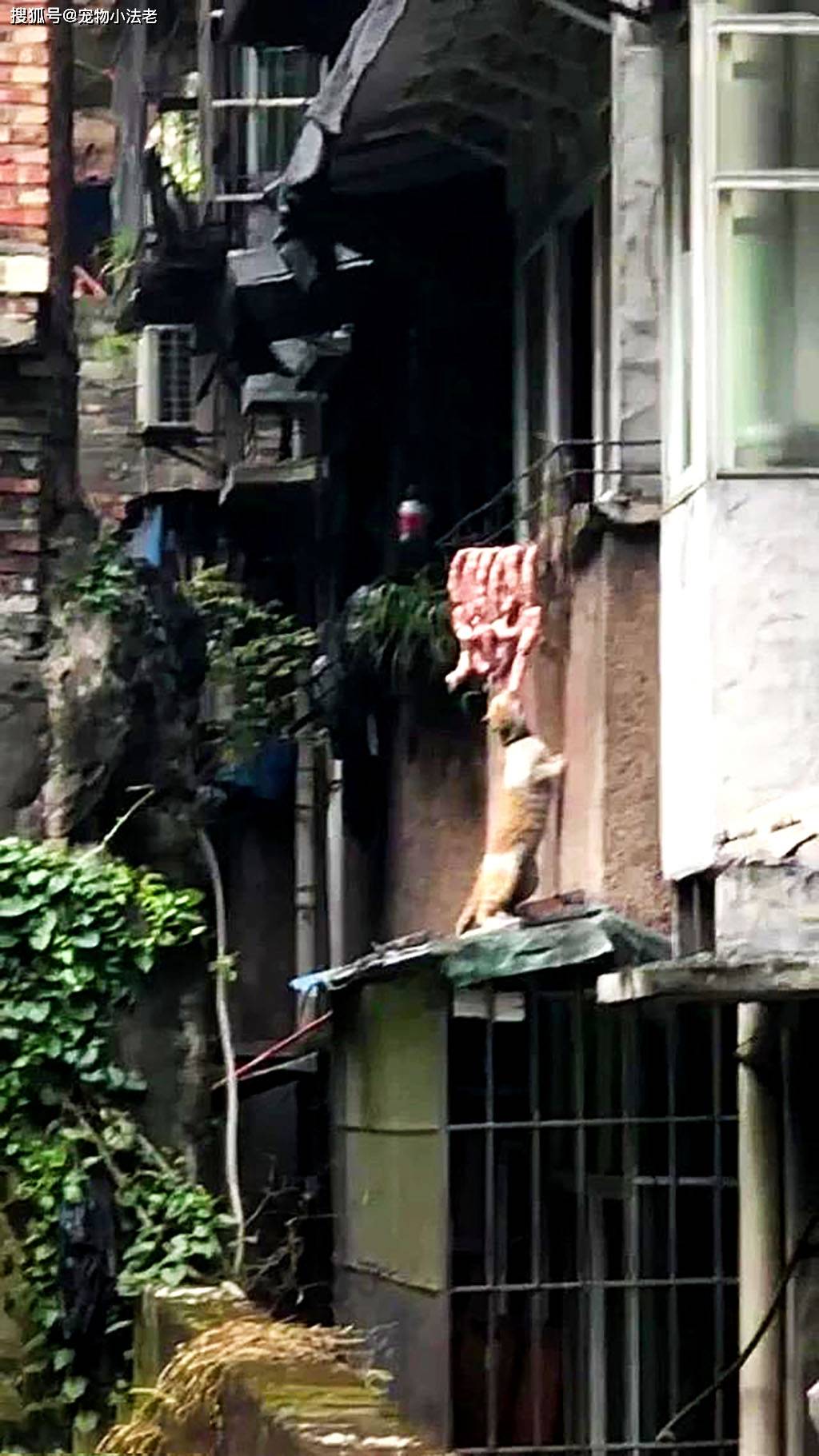 发现1只猫咪偷吃香肠,上一秒让人笑喷,而下一秒却让人心疼!