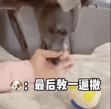 发现主人躺在沙发上没事干,狗子立马叼着球跑过来:我来教你玩球吧!