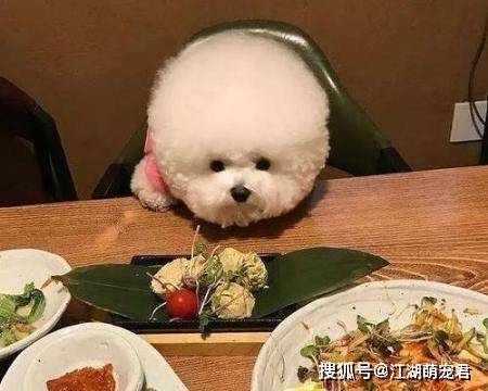 这6种食物是比熊犬“最爱”,而且还很常见