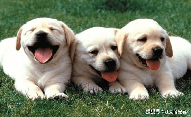 大家为什么都喜欢拉布拉多犬,因为它有属于自己的7个优点