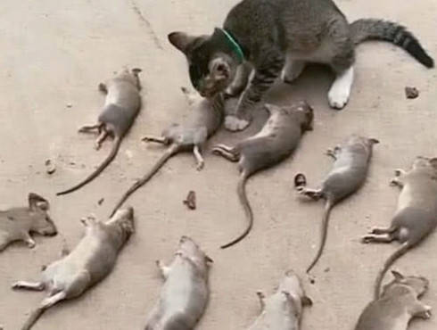 猫咪化身捕鼠小能手,将猎物全都送主人,主人看到这幕却吓一跳