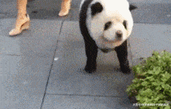 爆笑GIF:大爷永远是大爷,永远是倍受瞩目的那一个