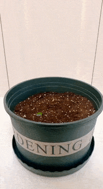忙碌了半天的猫师傅最终选择吃软饭
